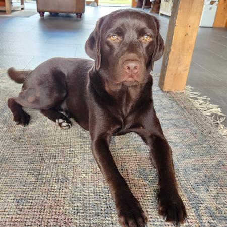 Labrador Retriever for sale by WOODLANDLABS