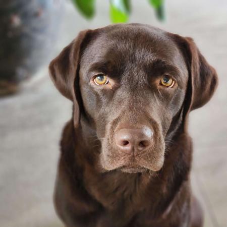 Labrador Retriever for sale by WOODLANDLABS