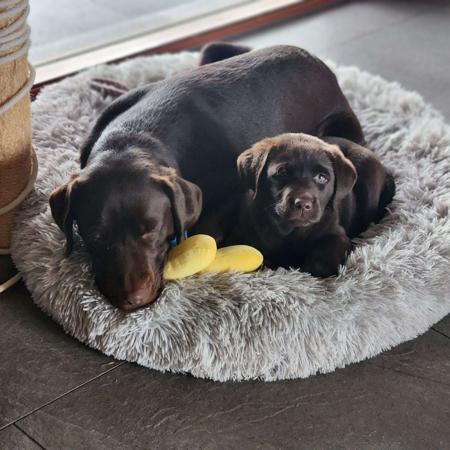 Labrador Retriever for sale by WOODLANDLABS