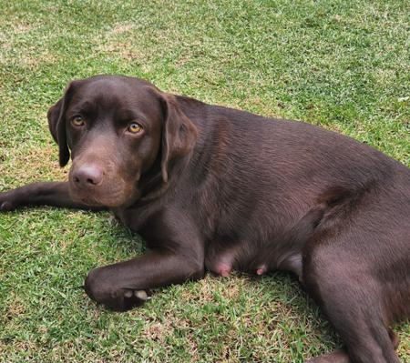 Labrador Retriever for sale by WOODLANDLABS