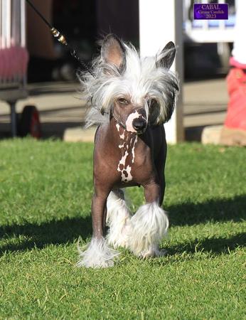 Chinese Crested Dog for sale by COTTERPIN