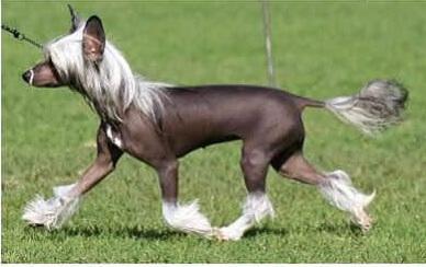 Chinese Crested Dog for sale by COTTERPIN
