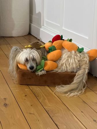 Chinese Crested Dog for sale by COTTERPIN