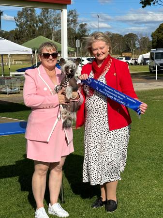 Chinese Crested Dog for sale by COTTERPIN