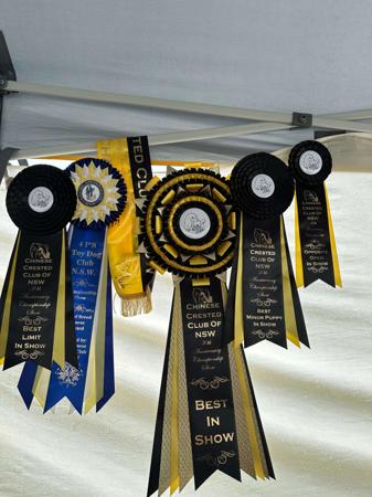 Chinese Crested Dog for sale by COTTERPIN