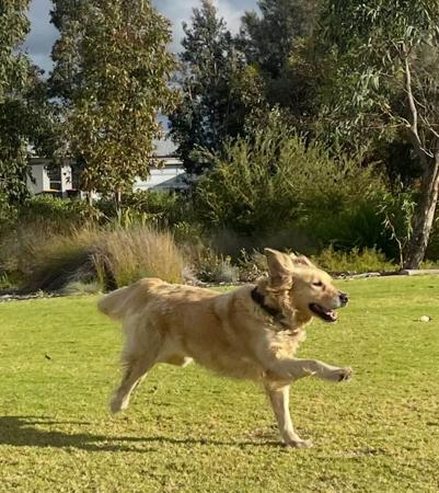 Golden Retriever for sale by ALIWANT