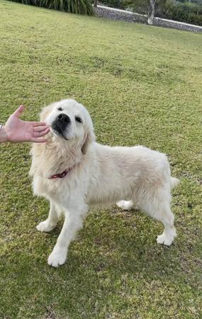 Golden Retriever for sale by ALIWANT