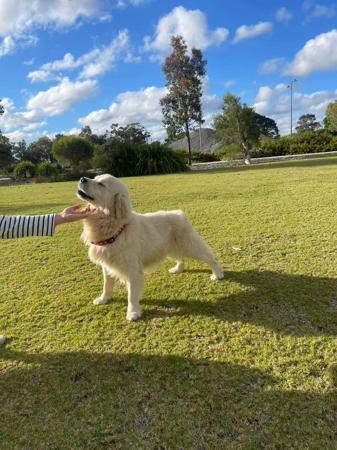 Golden Retriever for sale by ALIWANT