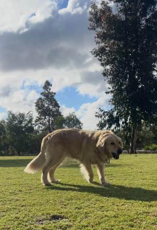 Golden Retriever for sale by ALIWANT