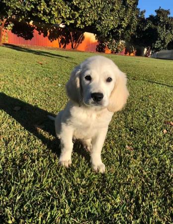 Golden Retriever for sale by ALIWANT