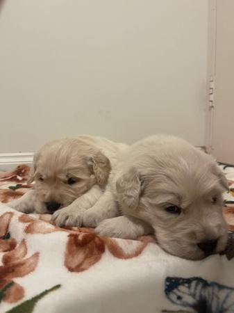 Golden Retriever puppy for sale by ALIWANT