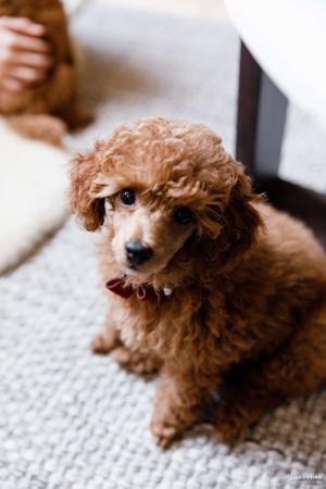 Poodle (Toy) for sale by LILLIANFELS