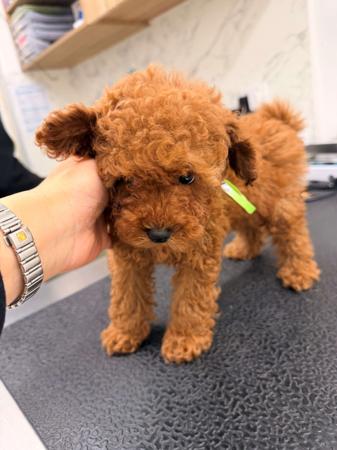 Poodle (Toy) for sale by LILLIANFELS