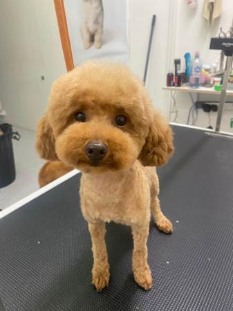 Poodle (Toy) for sale by LILLIANFELS
