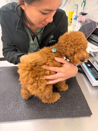Poodle (Toy) for sale by LILLIANFELS