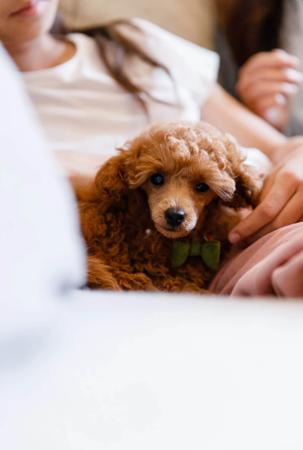 Poodle (Toy) for sale by LILLIANFELS