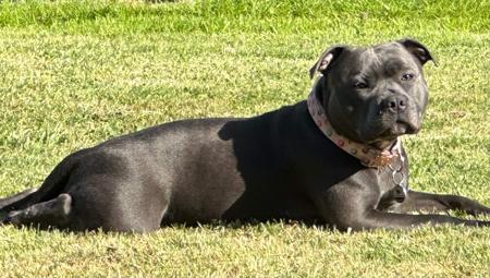 Staffordshire Bull Terrier for sale by STAFFARIBLUE