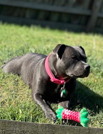 Staffordshire Bull Terrier for sale by STAFFARIBLUE