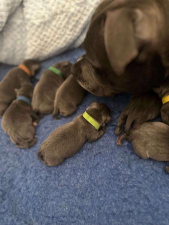 Staffordshire Bull Terrier for sale by STAFFARIBLUE