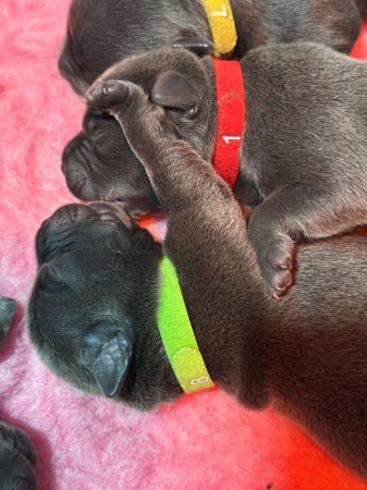 Staffordshire Bull Terrier for sale by STAFFARIBLUE