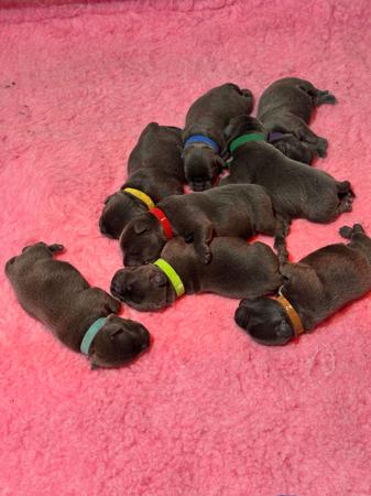 Staffordshire Bull Terrier for sale by STAFFARIBLUE