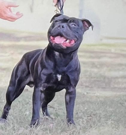 Staffordshire Bull Terrier puppy for sale by SAMJAS