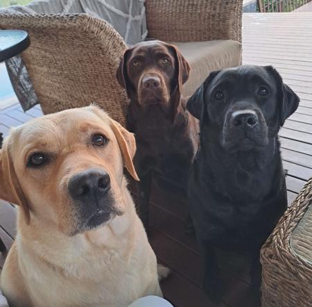 Labrador Retriever for sale by SUNNYLABS