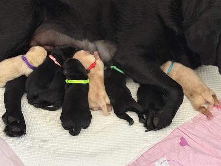 Labrador Retriever for sale by LILLYLABS