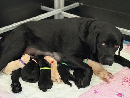 Labrador Retriever for sale by LILLYLABS