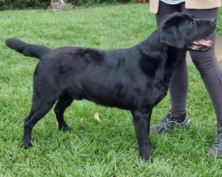 Labrador Retriever for sale by LILLYLABS