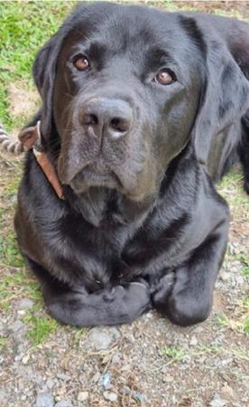 Labrador Retriever for sale by LILLYLABS