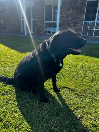 Labrador Retriever for sale by LILLYLABS