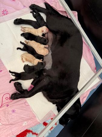 Labrador Retriever for sale by LILLYLABS