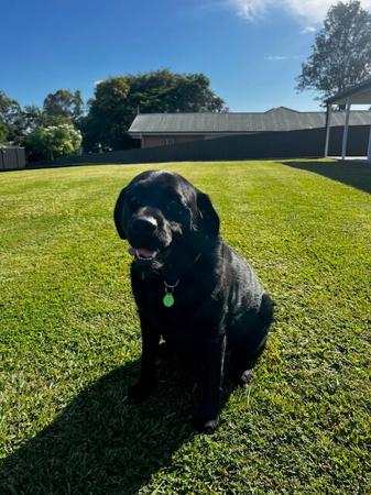 Labrador Retriever for sale by LILLYLABS