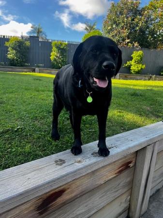 Labrador Retriever for sale by LILLYLABS