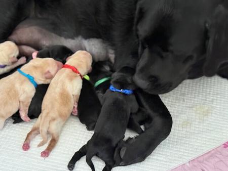 Labrador Retriever for sale by LILLYLABS