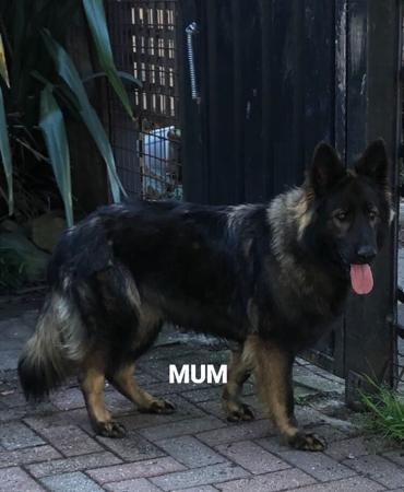 German Shepherd Dog for sale by HAUSOFSHEPS