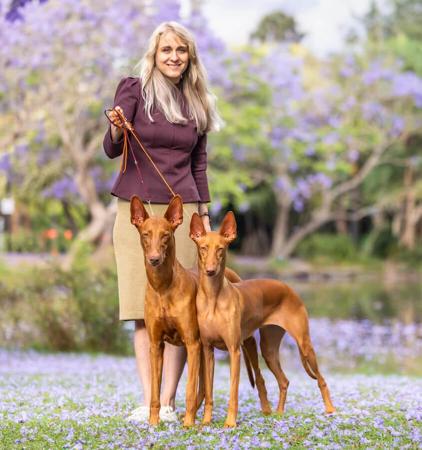 Pharaoh Hound for sale by YUKORA