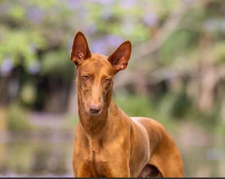 Pharaoh Hound for sale by YUKORA