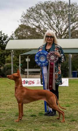 Pharaoh Hound for sale by YUKORA