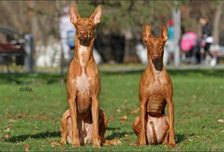 Pharaoh Hound for sale by YUKORA