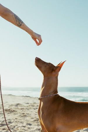 Pharaoh Hound for sale by YUKORA