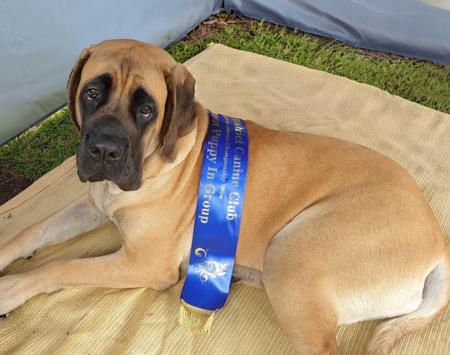 Mastiff for sale by CAELICAN