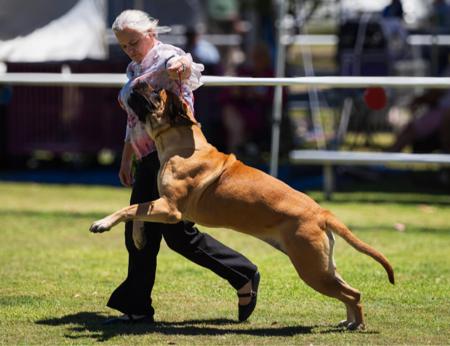 Mastiff for sale by CAELICAN