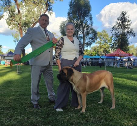 Mastiff for sale by CAELICAN