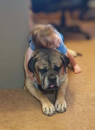 Mastiff for sale by CAELICAN