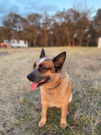 Australian Cattle Dog for sale by GUNNAWANNA