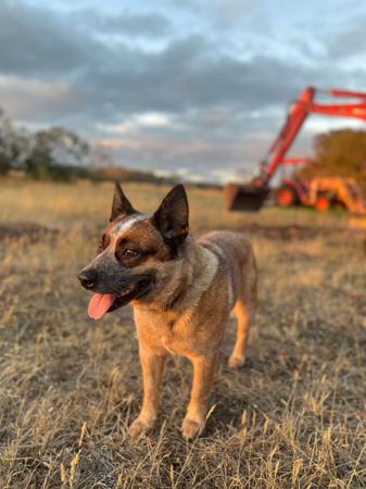 Australian Cattle Dog for sale by GUNNAWANNA
