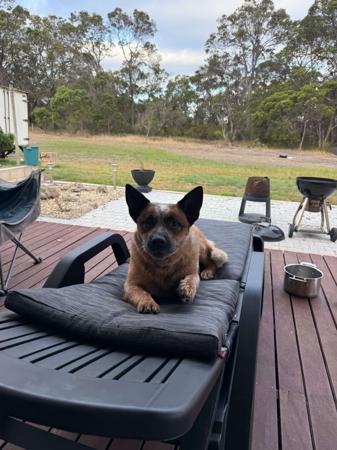 Australian Cattle Dog for sale by GUNNAWANNA