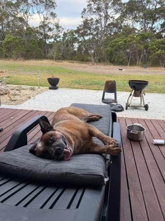 Australian Cattle Dog for sale by GUNNAWANNA